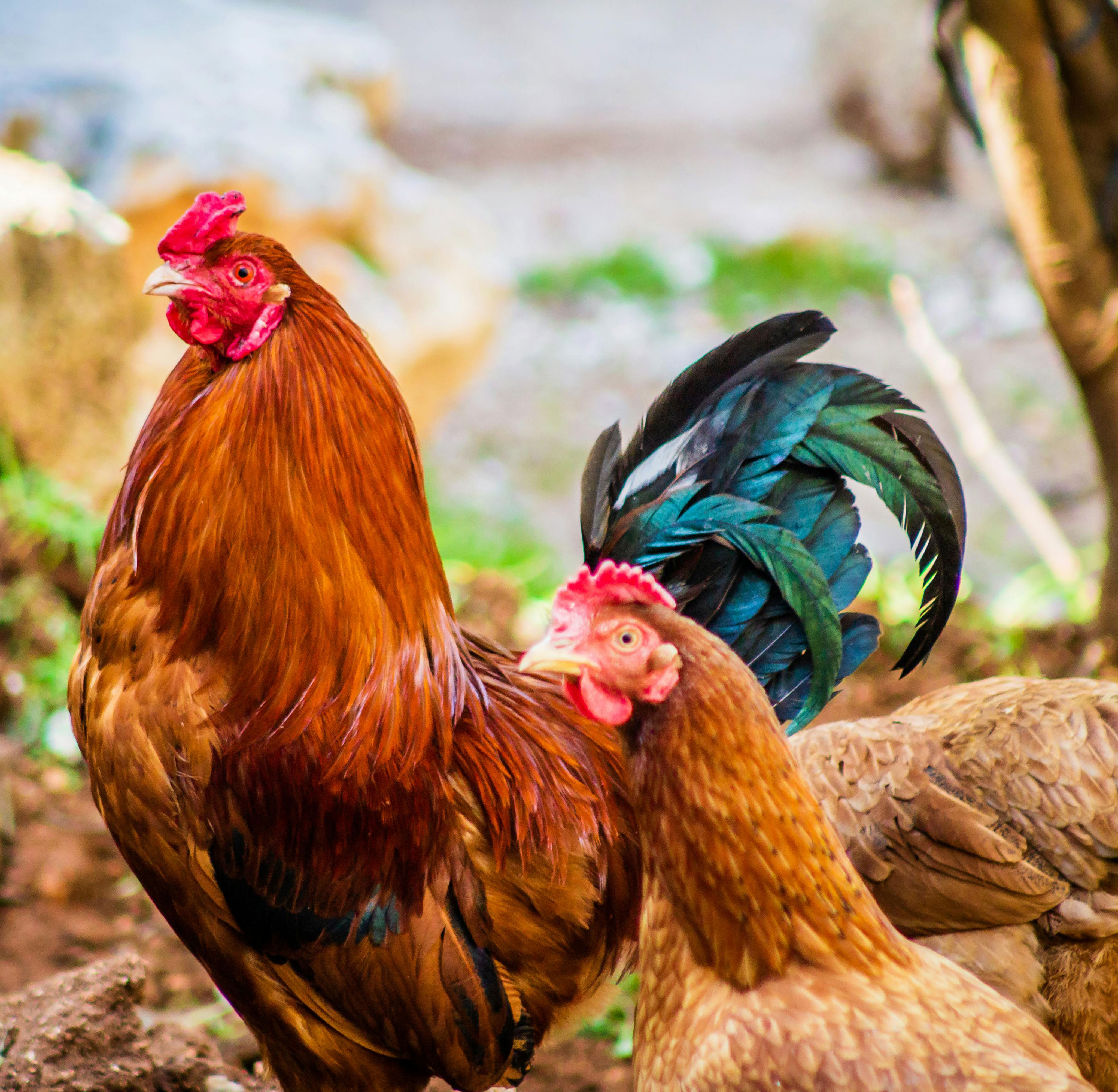 anuwani ayam kampung2